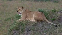 Wild feline mammal, lion, roams Africa safari with big cats generated by AI  24891181 Stock Photo at Vecteezy