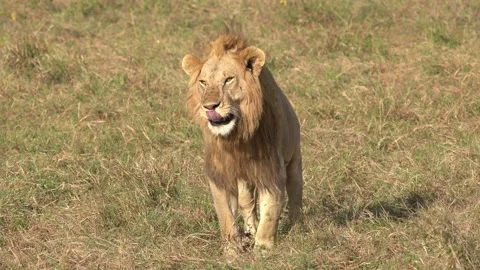 Lion - Panthera leo king of the animals.... | Stock Video | Pond5