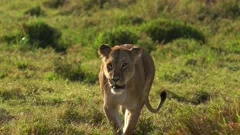 Wild feline mammal, lion, roams Africa safari with big cats generated by AI  24891181 Stock Photo at Vecteezy