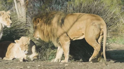 The lion (Panthera leo) is a large cat native to Africa Stock Footage 168777553