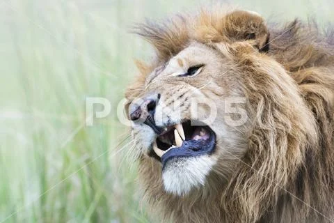 Lion (Panthera leo) Stock Photos
