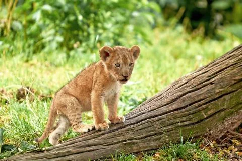 Lion (Panthera leo) Stock Photos