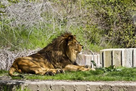 Lion, Panthera leo Stock Photos