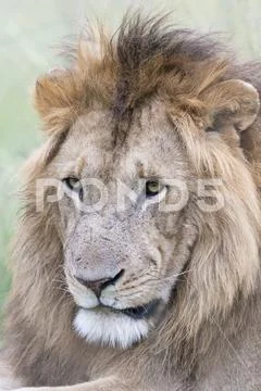 Lion (Panthera leo) portrait Stock Photos