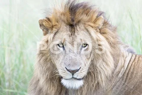 Lion (Panthera leo) portrait Stock Photos