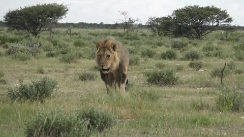 Lion passes by the camera at close range; lateral stride — Part 7 스톡 동영상 320354473