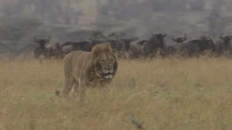 Lion passes wildebeests Stock Footage 12658755