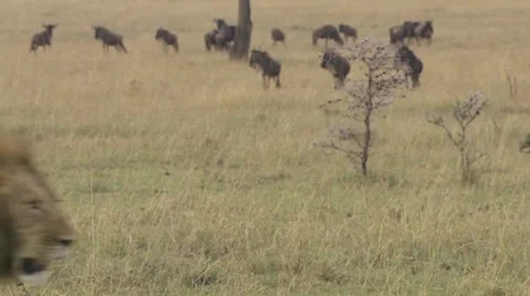 Lion passes wildebeests Stock Footage 12658757