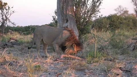 Lion performs powerful flehmen response at close range — Part 1 Stock Footage 321232351