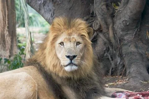 Lion Stock Photos