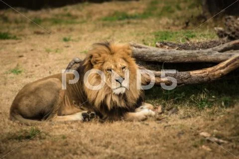 Lion Stock Photos