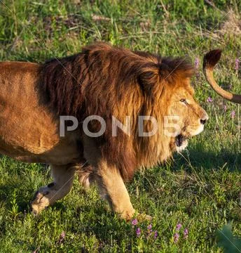 Lion Stock Photos