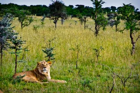 Lion Stock Photos