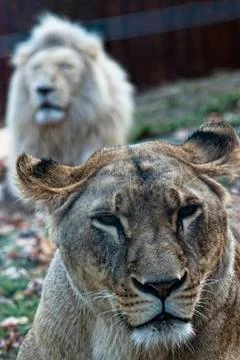 Lion Stock Photos