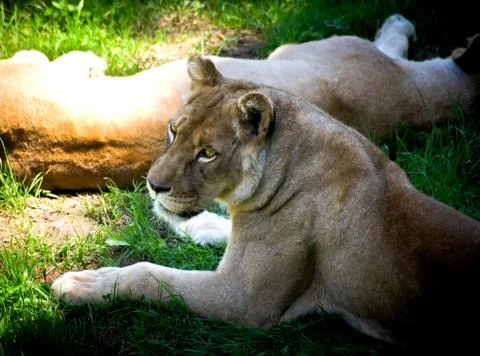 Lion Stock Photos