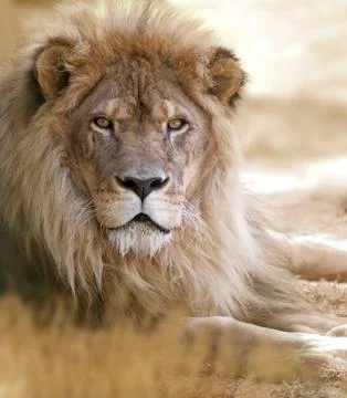 Lion Stock Photos
