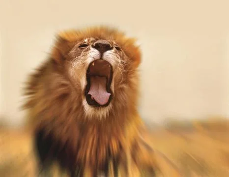 Lion Stock Photos