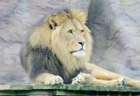 Lion Stock Photos