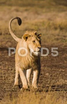 Lion Stock Photos