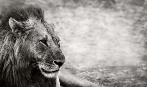 Lion Stock Photos