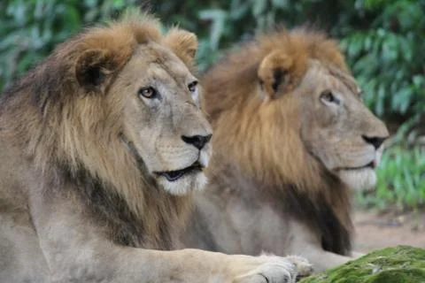 Lion Stock Photos