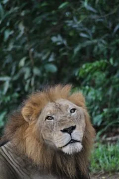 Lion Stock Photos