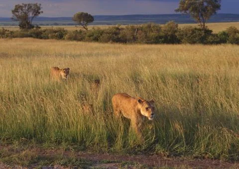 Lion Stock Photos