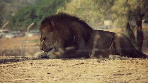 Lion Stock Photos