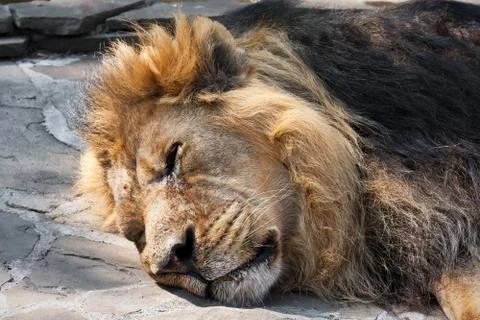 Lion Stock Photos