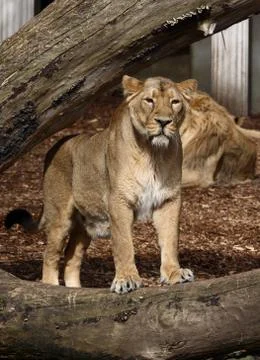 Lion Stock Photos