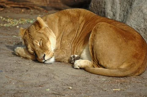 Lion Stock Photos