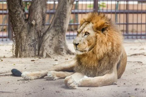 Lion Stock Photos