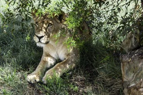 Lion Stock Photos