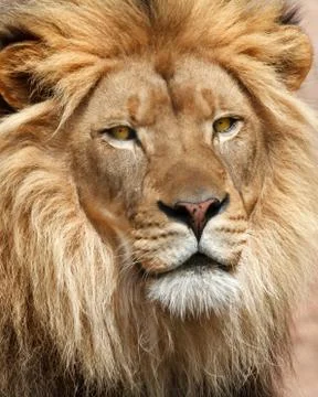 Lion Stock Photos