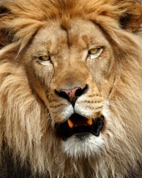 Lion Stock Photos