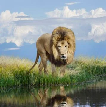 Lion Stock Photos