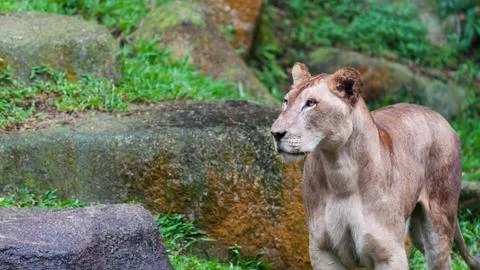 Lion Stock Photos
