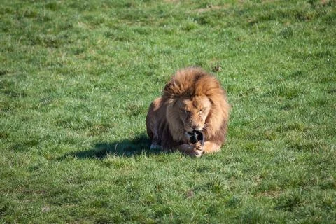 Lion Stock Photos