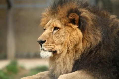 Lion Stock Photos
