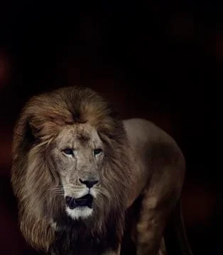 Lion Stock Photos