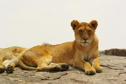 Lion Stock Photos