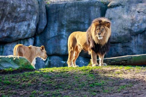 Lion Stock Photos