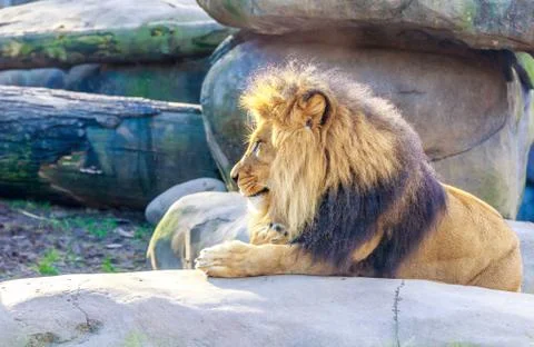 Lion Stock Photos