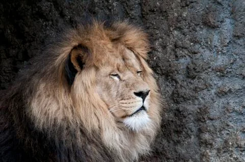 Lion Stock Photos