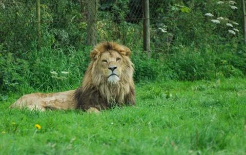 Lion Stock Photos