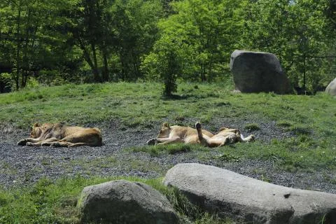 Lion Stock Photos