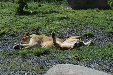 Lion Stock Photos