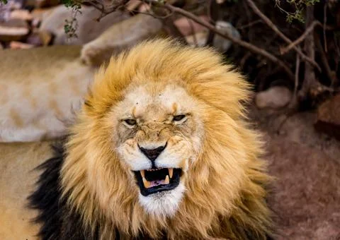 Lion Stock Photos