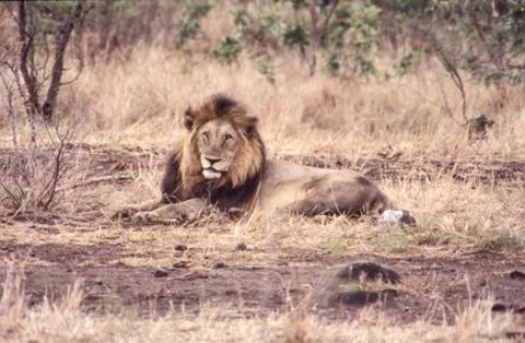 Lion Stock Photos