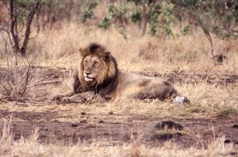 Lion Stock Photos